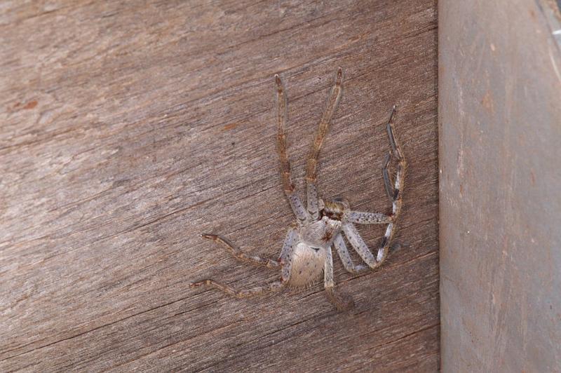 Holconia_ZZ306_D3427_Z_86_E. of Nuendah homestead_Australie.jpg